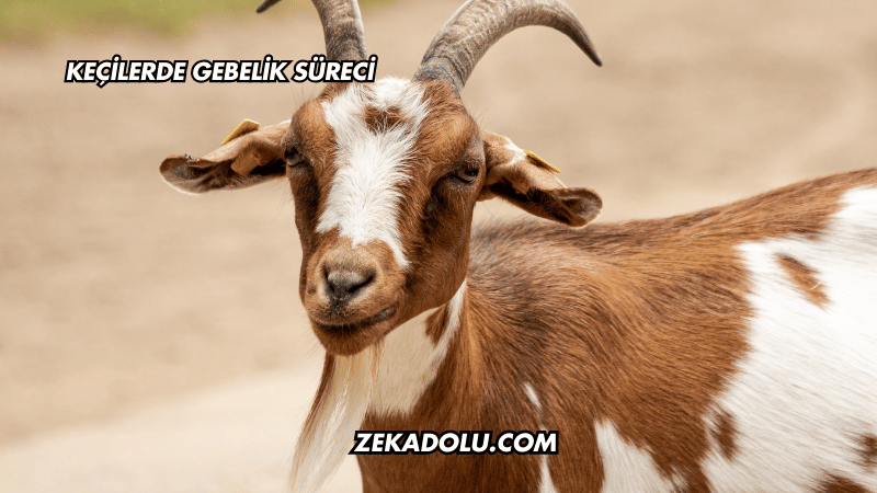 Keçilerde Gebelik Süreci