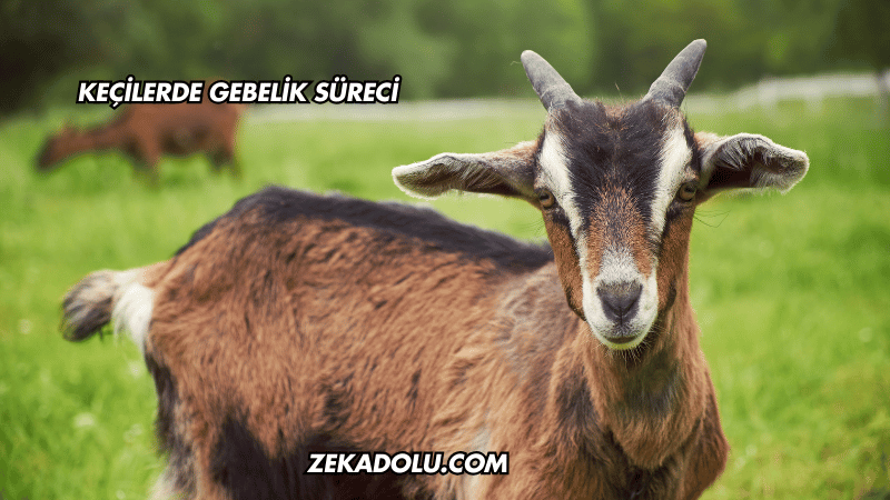 Keçilerde Gebelik Süreci